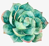 Succulent Group